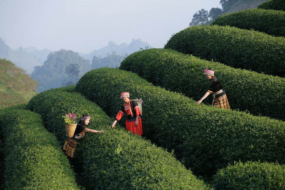 Teeplantage