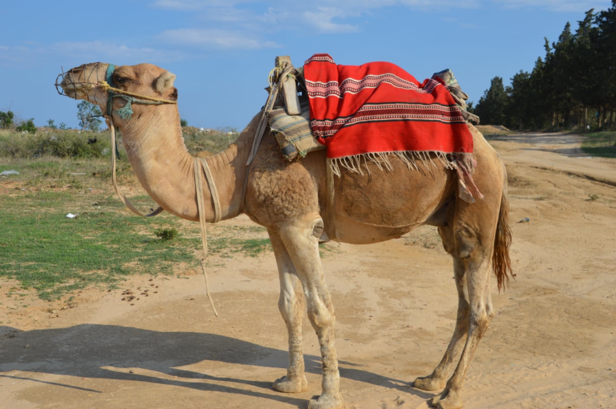 Hammamet Kamel Ausflug